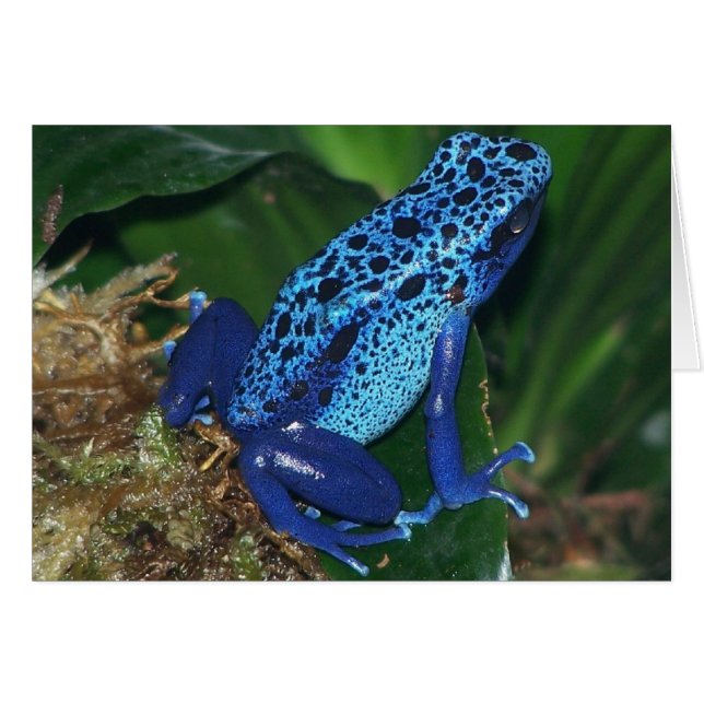 Blaues Giftarrow-Frosch-Portrait (Vorderseite (Horizontal))