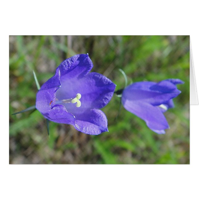 Blaues Glockenblumenpaar, Grusskarte, blanko (Devant horizontal)