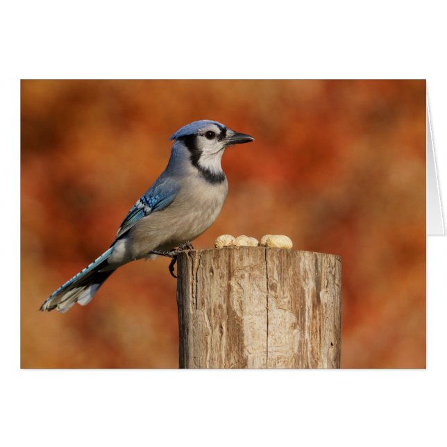 Blaues Jay (Vorderseite (Horizontal))