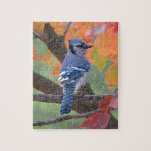 Blaues Jay