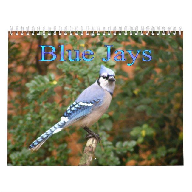 Blaues Jay 12 Monats-Kalender Kalender (Titelbild)