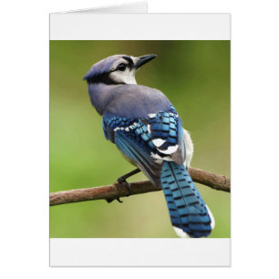 Blaues Jay, das an Sie Freundfamilien-Mammavati