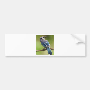 Blaues Jay, das an Sie Freundfamilien-Mammavati Autoaufkleber