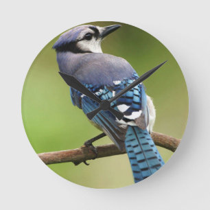Blaues Jay, das an Sie Freundfamilien-Mammavati Runde Wanduhr