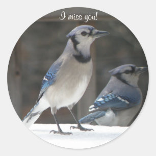 Blaues Jay: Du fehlst mir Aufkleber