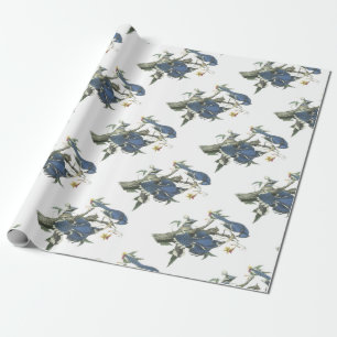Blaues Jay durch Audubon Geschenkpapier
