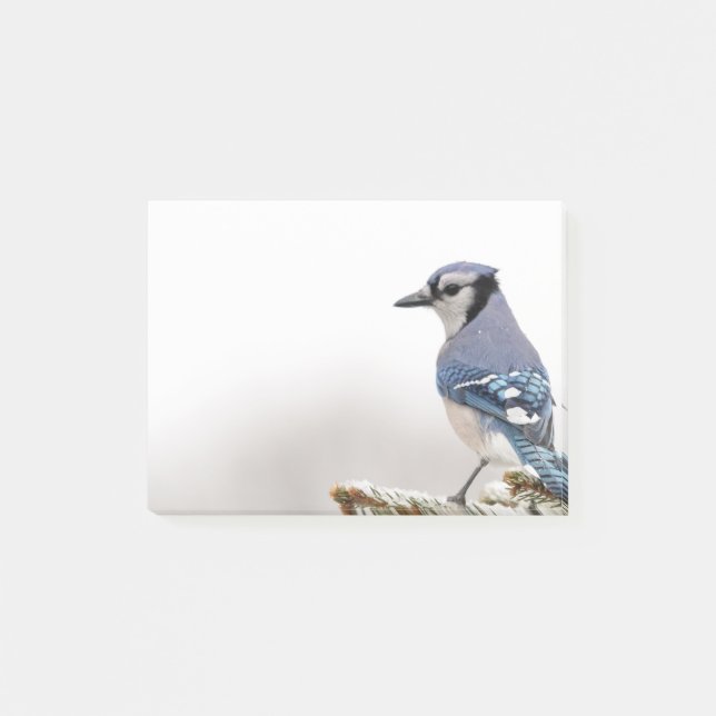 Blaues Jay im Winter Post-it Klebezettel (Vorderseite)
