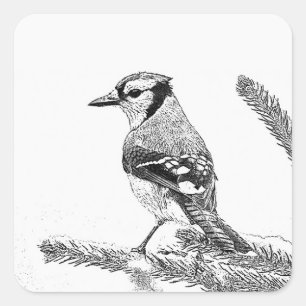 Blaues Jay in der Winter-Skizze Quadratischer Aufkleber