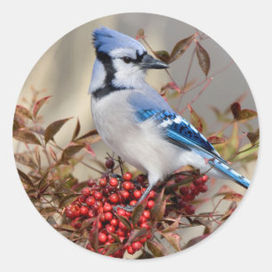 Blaues Jay in Nandina himmlischem Bambus Runder Aufkleber