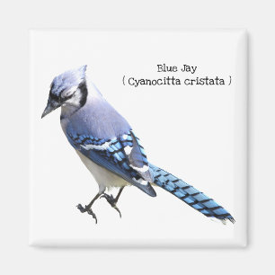 Blaues Jay Magnet