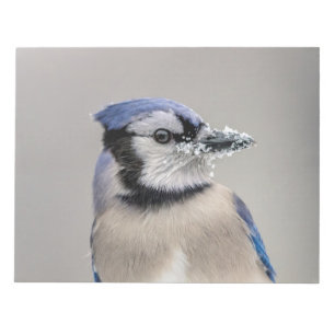 Blaues Jay mit Schnee auf seinem Schnabel Notizblock