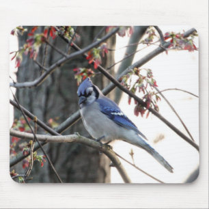 Blaues Jay Mousepad