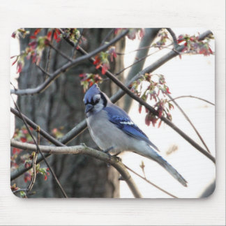 Blaues Jay Mousepad