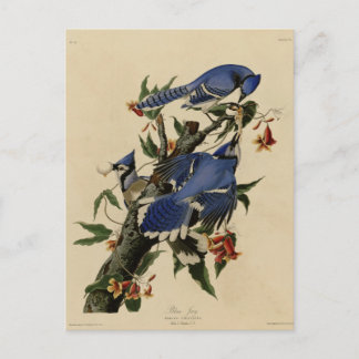 Blaues Jay Postkarte