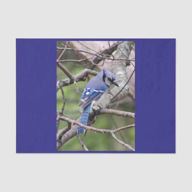 Blaues Jay-Seidenpapier Seidenpapier (Vorderseite)
