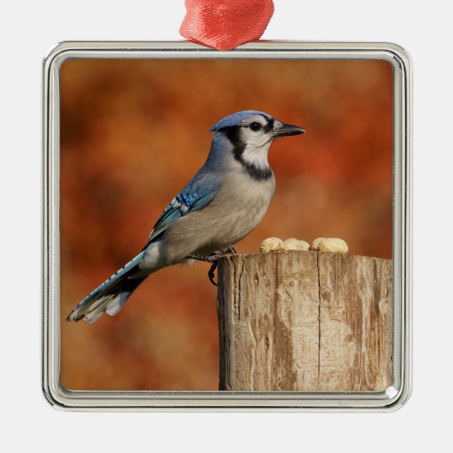Blaues Jay Silbernes Ornament (Vorne)