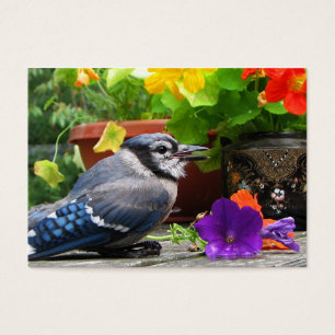 Blaues Jay und Blumen ATC