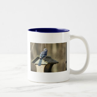 Blaues Jay versieht Tasse mit Federn