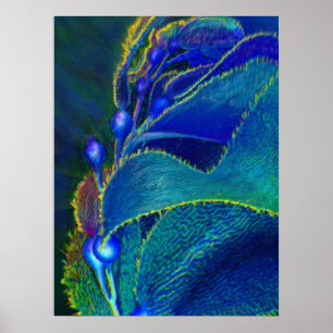 blaues Kelp Poster