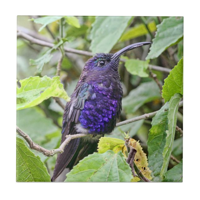 Blaues Kolibri-Foto Fliese (Vorderseite)