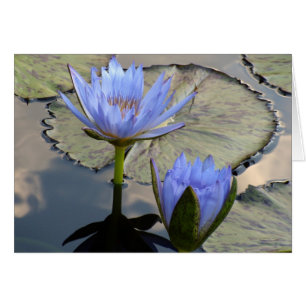Blaues Lotus-Duo