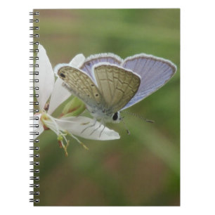 Blaues Marinebutterfy auf Gaura Blüte Notizblock