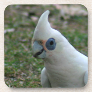 Blaues Mit Augen Cockatoo Getränkeuntersetzer