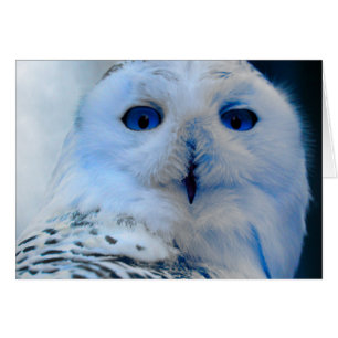 Blaues Mit Augen Schneeauge