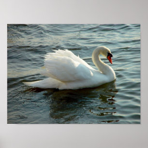 Blaues mit Augen Schwan-Plakat oder Druck Poster