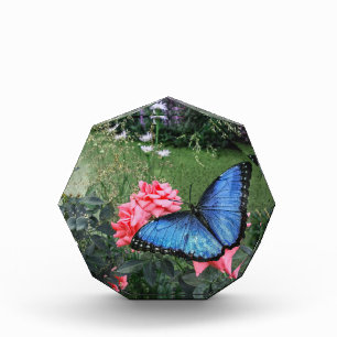 Blaues Morpho-Schmetterling-Insekt-Foto Fotoblock