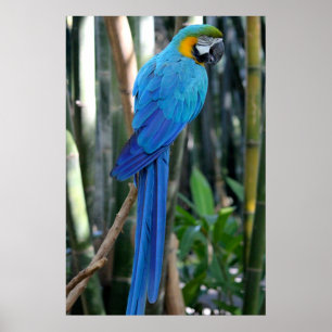 Blaues Papageien-Foto Poster
