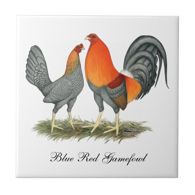 Blaues Rot Gamefowl Fliese (Vorderseite)