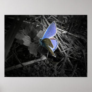 blaues Schmetterlingsplakat Poster