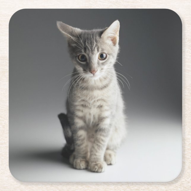 Blaues Tabby-Kätzchen Rechteckiger Pappuntersetzer (Vorderseite)