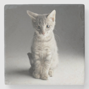 Blaues Tabby-Kätzchen Steinuntersetzer
