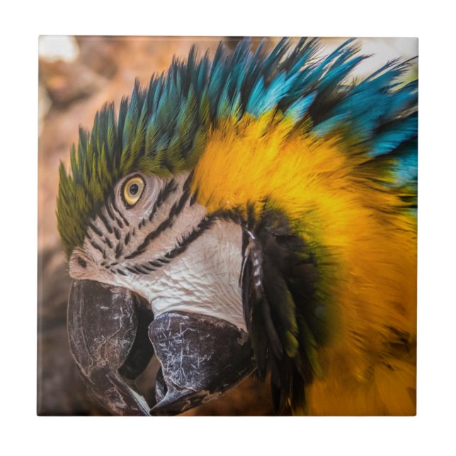 Blaues und gelbes Makaportrait Fliese (Vorderseite)