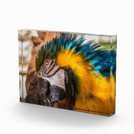 Blaues und gelbes Makaportrait Fotoblock