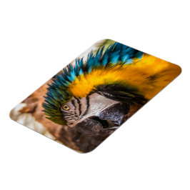 Blaues und gelbes Makaportrait Magnet