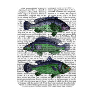 Blaues und grünes Fisch-Trio Magnet