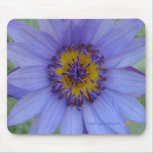 Blaues Wasser-Lilie Mousepad