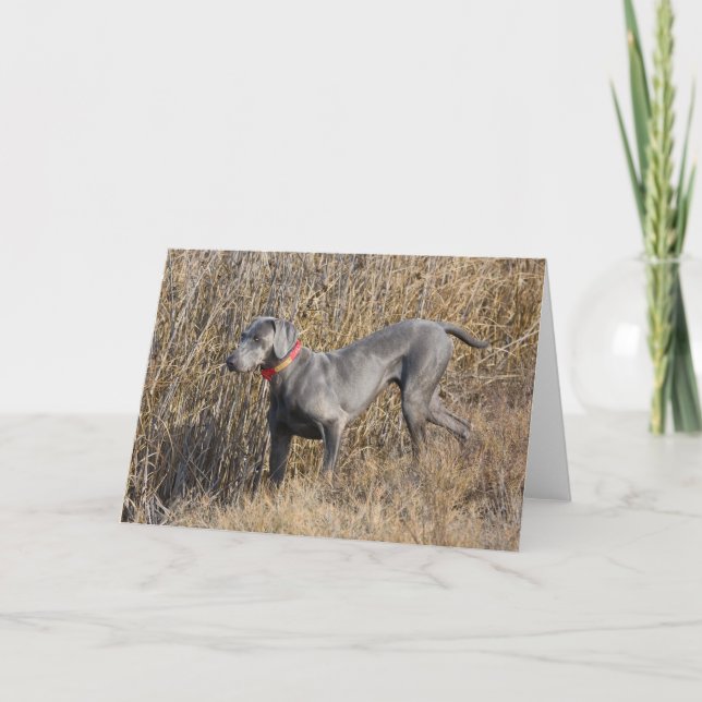 Blaues Weimaraner auf einem Gebiet Karte (Vorderseite)
