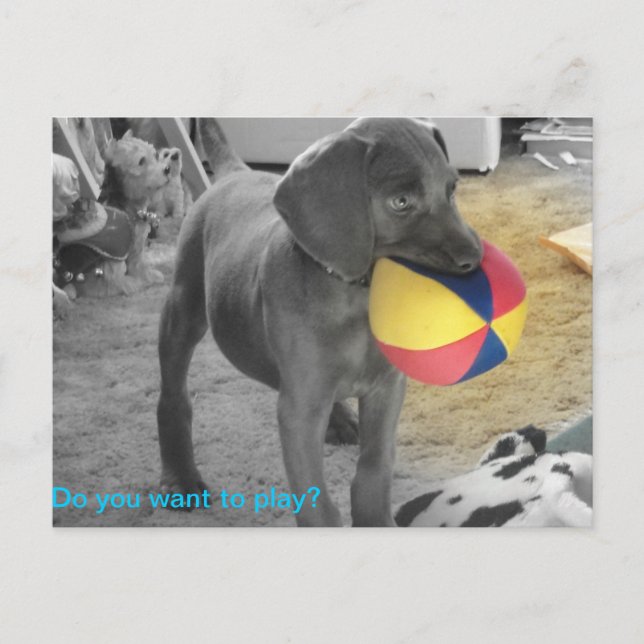 Blaues Weimaraner Welpenspielen Postkarte (Vorderseite)