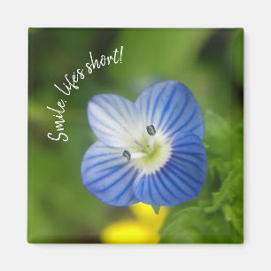 Blaufeder - Magnet