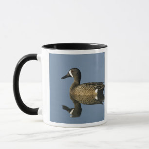 Blauflügelente, Anas discors,männlich, Port Tasse