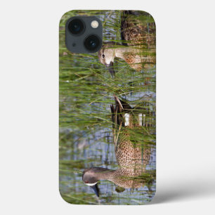 Blauflügelente Männchen und Weibchen im Feuchtgebi iPhone 13 Hülle