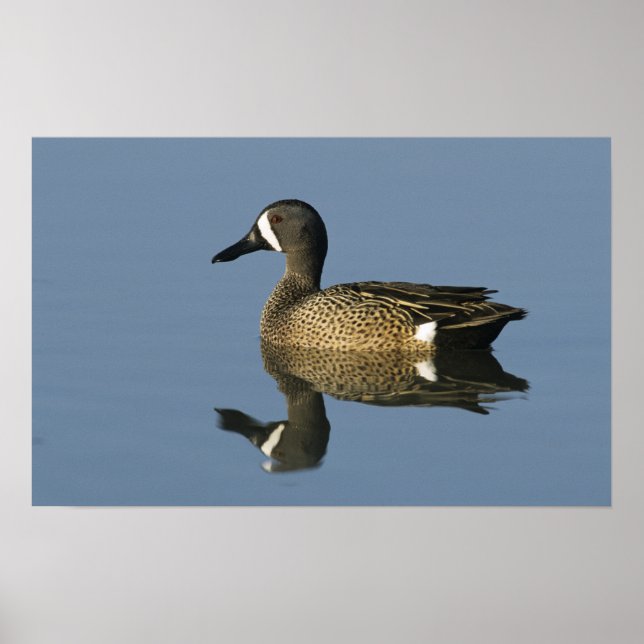 Blauflügelige Aquamarin, Anas-Discors, männlich, P Poster (Vorne)