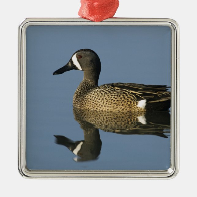 Blauflügelige Aquamarin, Anas-Discors, männlich, P Silbernes Ornament (Vorne)