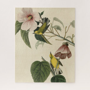 Blauflügelige Gelbe Warbler - Audubon Birds Amerik