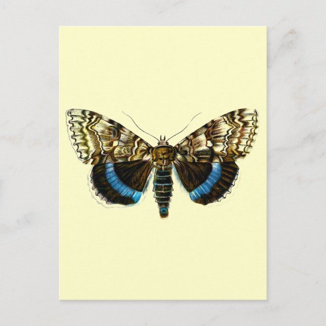 Blaufuchs Postkarte (Vorderseite)