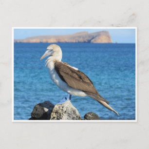 Blaufuß Postkarte